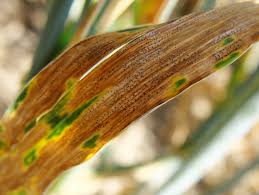 Disease data update
