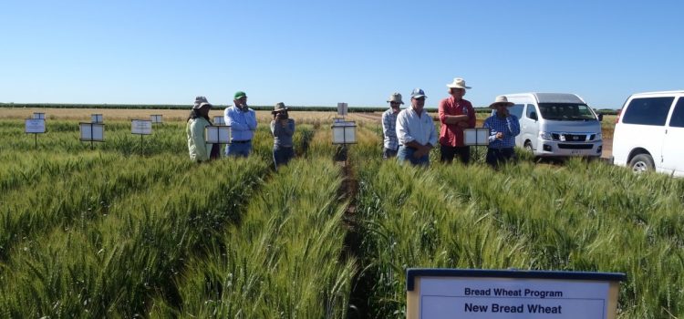 Breeder selections from CIMMYT visit Breeder selections from CIMMYT visit