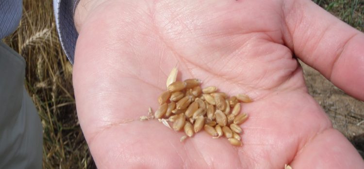 CAIGE Seed Availability UPDATE CAIGE Seed Availability UPDATE