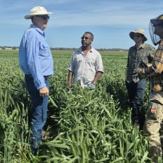 CAIGE Australian Wheat Tour.  Oct. 6-12, 2026